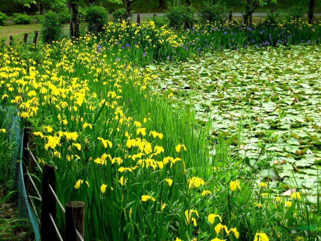 黄菖蒲 鸢尾科鸢尾属植物 搜狗百科 黄菖蒲 鸢尾科鸢尾属植物 搜狗百科