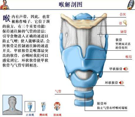 喉咙 人体解剖器官 搜狗百科