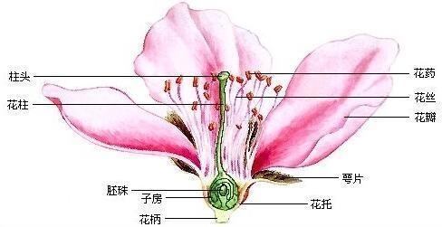 完全花 搜狗百科