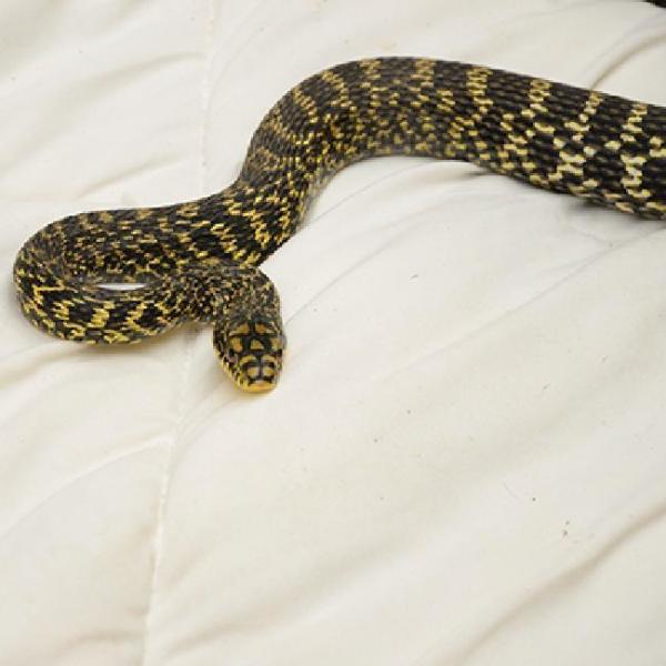 大王蛇 搜狗百科