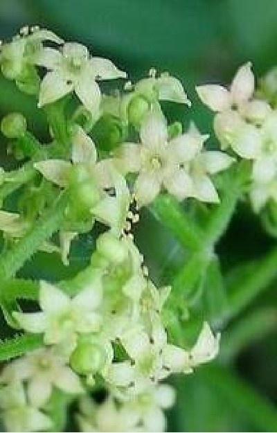 茜草根 茜草科植物茜草的根及根茎 搜狗百科