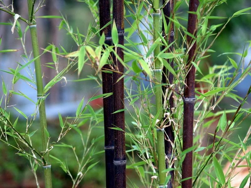 竹类植物 搜狗百科 竹类植物 搜狗百科