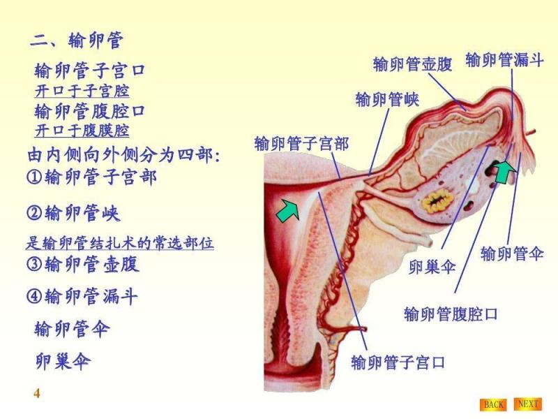 女性内生殖器 搜狗百科