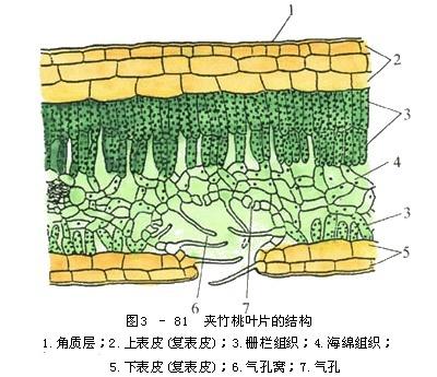 叶肉细胞 搜狗百科 叶肉细胞 搜狗百科