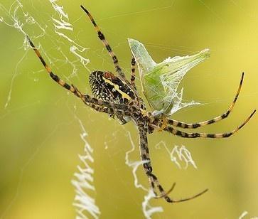 横纹金蛛 搜狗百科