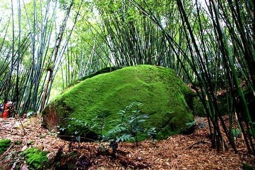 青山翠竹 搜狗百科