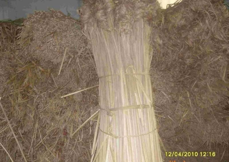 三角草 禾本目禾本科植物 搜狗百科 三角草 禾本目禾本科植物 搜狗百科