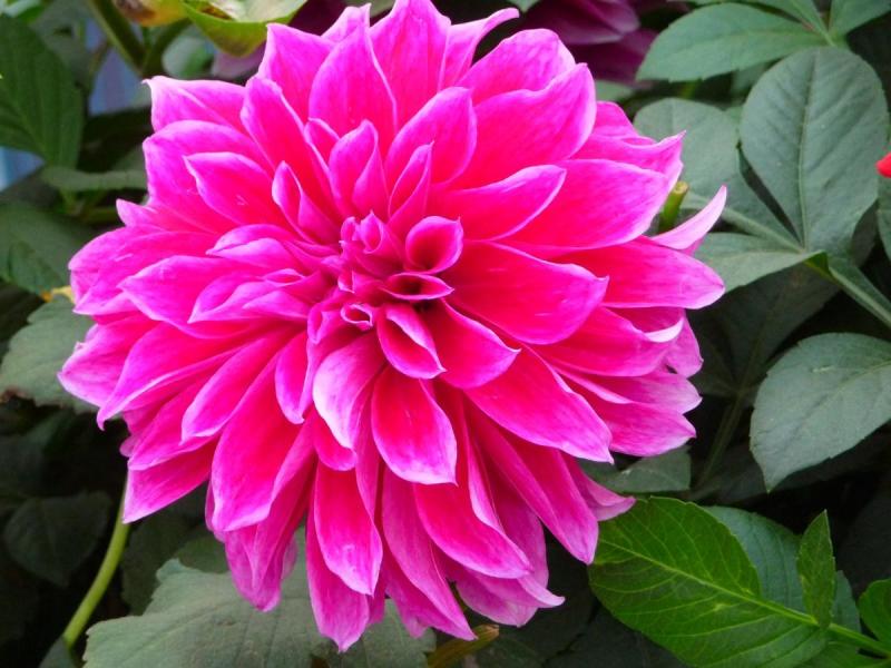 山芋花 搜狗百科 山芋花 搜狗百科