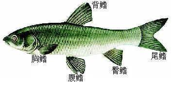 鱼鳍 搜狗百科 鱼鳍 搜狗百科