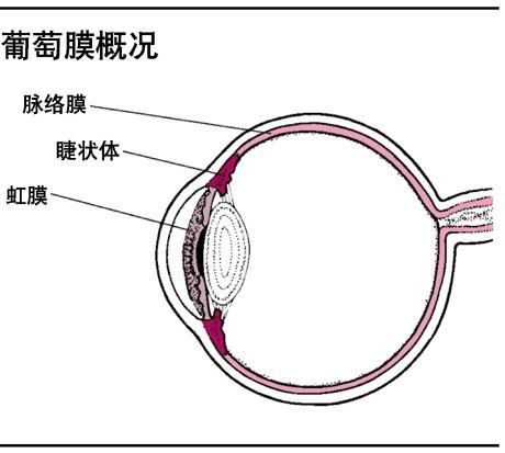 并发症白内障 搜狗百科 并发症白内障 搜狗百科