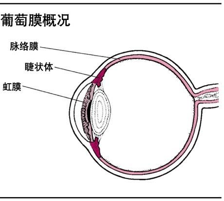 并发症白内障 搜狗百科