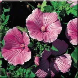 三月花葵 锦葵科花葵属植物 搜狗百科