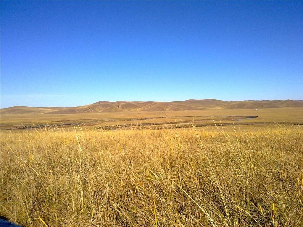 干草原 窄叶禾本科针茅属植物 搜狗百科