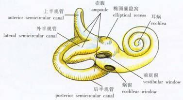 耳前庭 搜狗百科