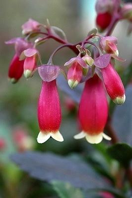 提灯花 百合科植物 搜狗百科 提灯花 百合科植物 搜狗百科