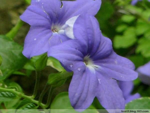 蓝英花 搜狗百科