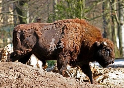 野牛 动物 搜狗百科