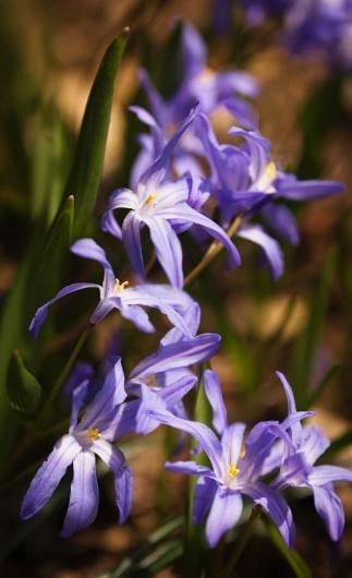 雪光花 雪光花属风信子科植物 搜狗百科