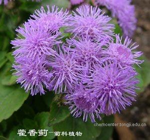 紫花藿香蓟 搜狗百科