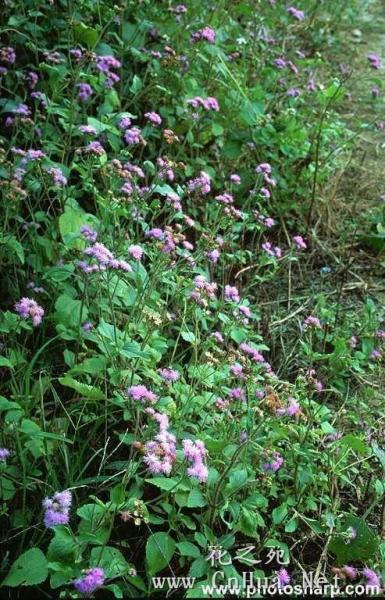 紫花藿香蓟 搜狗百科 紫花藿香蓟 搜狗百科