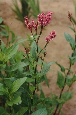 蓼蓝 植物 搜狗百科 蓼蓝 植物 搜狗百科