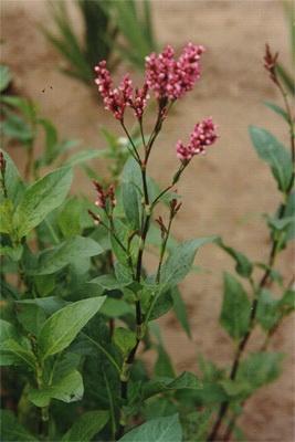 蓼蓝 植物 搜狗百科