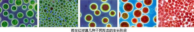 雨生红球藻 搜狗百科