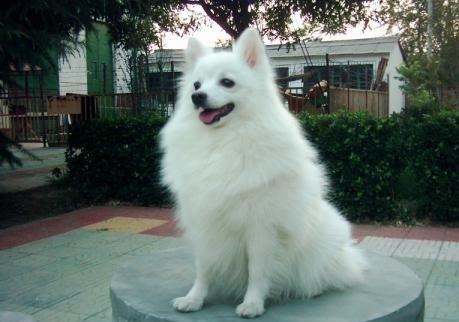 银狐犬 搜狗百科 银狐犬 搜狗百科