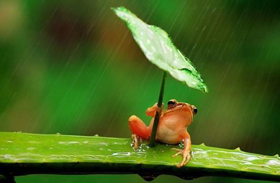 打伞树蛙 摄影作品 搜狗百科