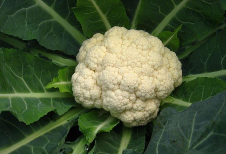 春花椰菜 搜狗百科 春花椰菜 搜狗百科