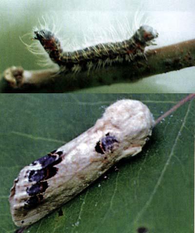 苹掌舟蛾 舟蛾科掌舟蛾属动物 搜狗百科