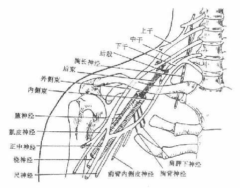 臂丛 搜狗百科