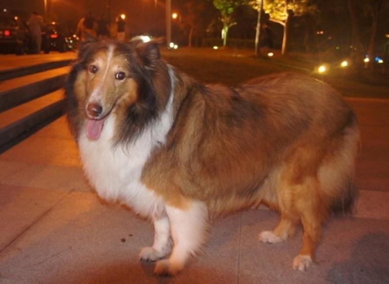 纯种牧羊犬 搜狗百科 纯种牧羊犬 搜狗百科