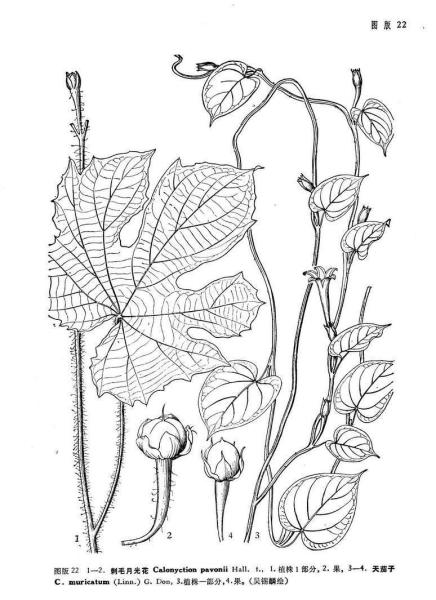 刺毛月光花 搜狗百科 刺毛月光花 搜狗百科