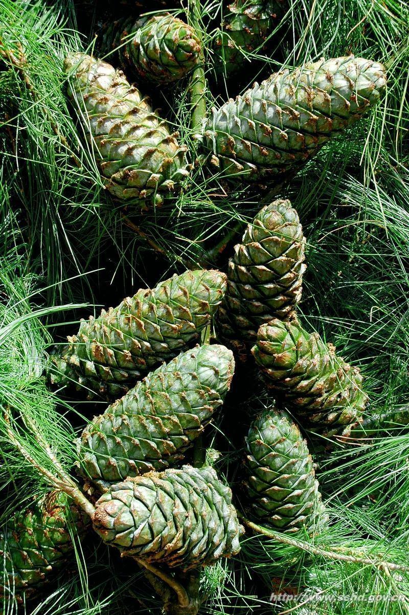 松果 松科植物 搜狗百科 松果 松科植物 搜狗百科