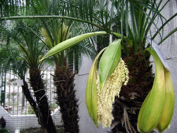 美丽珍葵 棕榈科刺葵属植物 搜狗百科