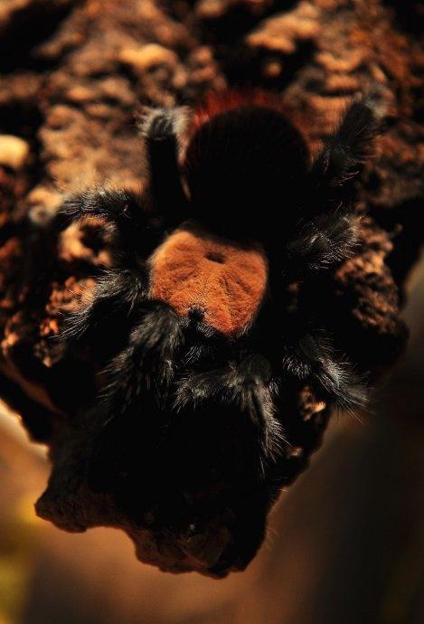 墨西哥金背红尾蜘蛛 蜘蛛目捕鸟蛛科动物 搜狗百科