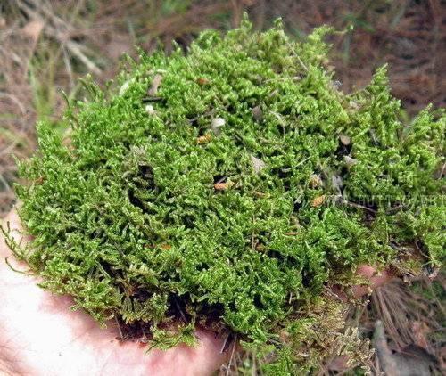 水苔 泥炭藓科泥炭藓属苔藓植物 搜狗百科