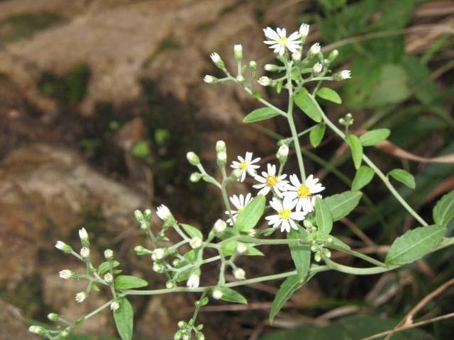 山白菊 搜狗百科