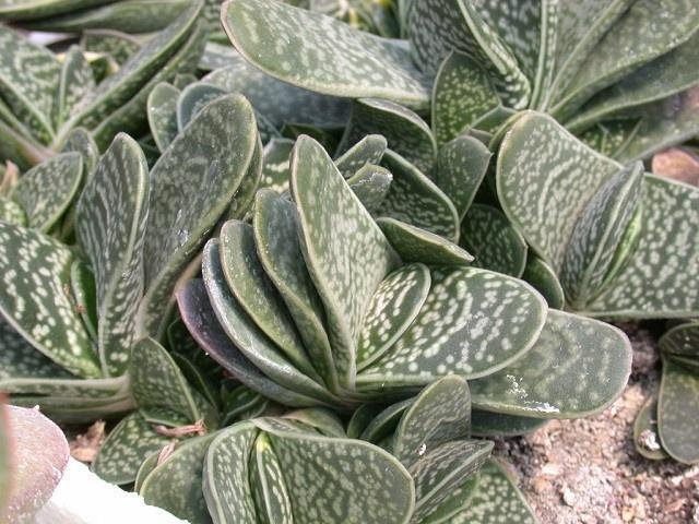 子宝 阿福花科鲨鱼掌属植物 搜狗百科 子宝 阿福花科鲨鱼掌属植物 搜狗百科