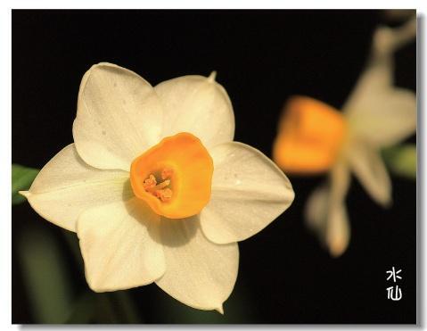 水仙花期 搜狗百科