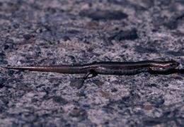 雪山草蜥 搜狗百科