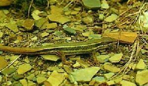 雪山草蜥 搜狗百科