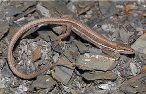 雪山草蜥 搜狗百科