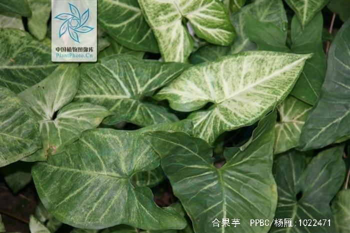 合果芋 植物学 搜狗百科