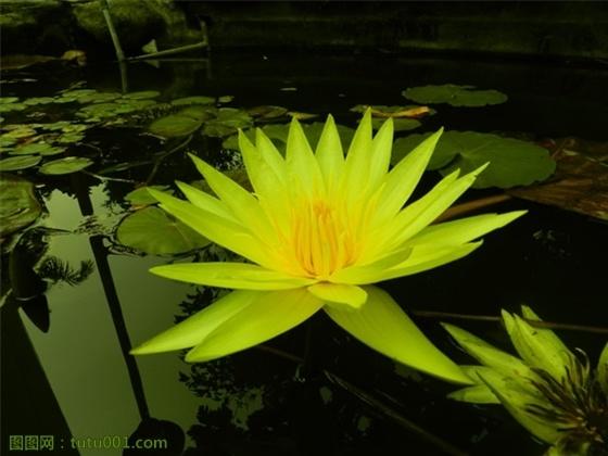 黄莲 中草药 搜狗百科