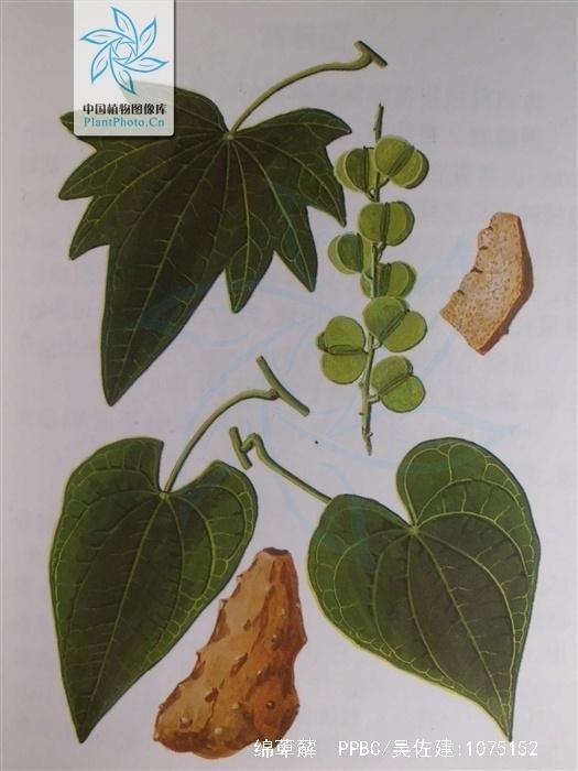 绵萆薢 薯蓣科薯蓣属植物 搜狗百科