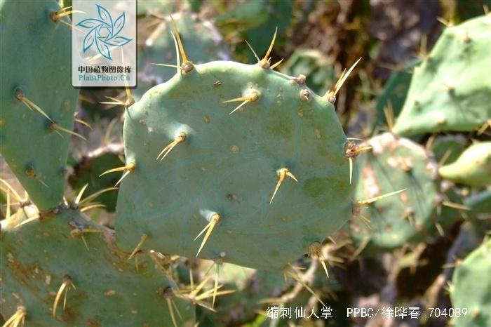 缩刺仙人掌 石竹目仙人掌属植物 搜狗百科