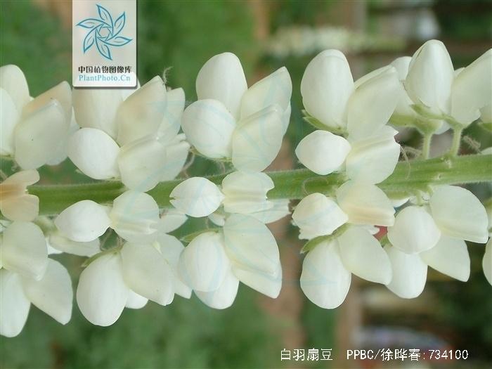 白羽扇豆 搜狗百科