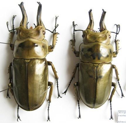 黄金鬼锹 搜狗百科